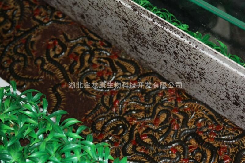 蜈蚣大棚養(yǎng)殖
