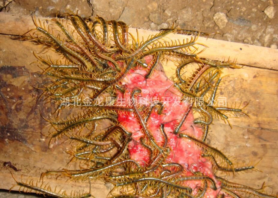 金龍康小蜈蚣吃食