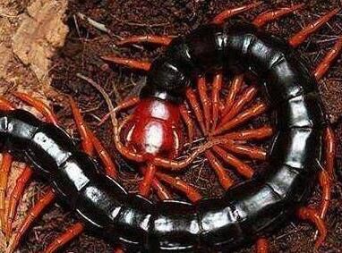 蜈蚣的雌雄該怎么區(qū)分呢？